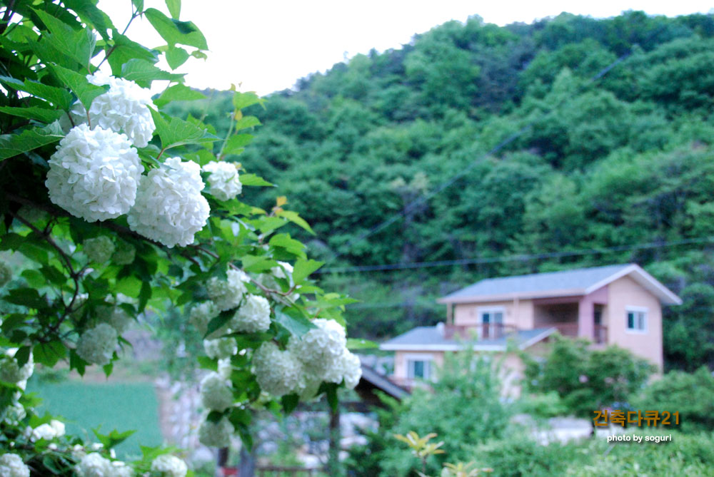 충북 단양 복층 전원주택 솔하우스와 수국