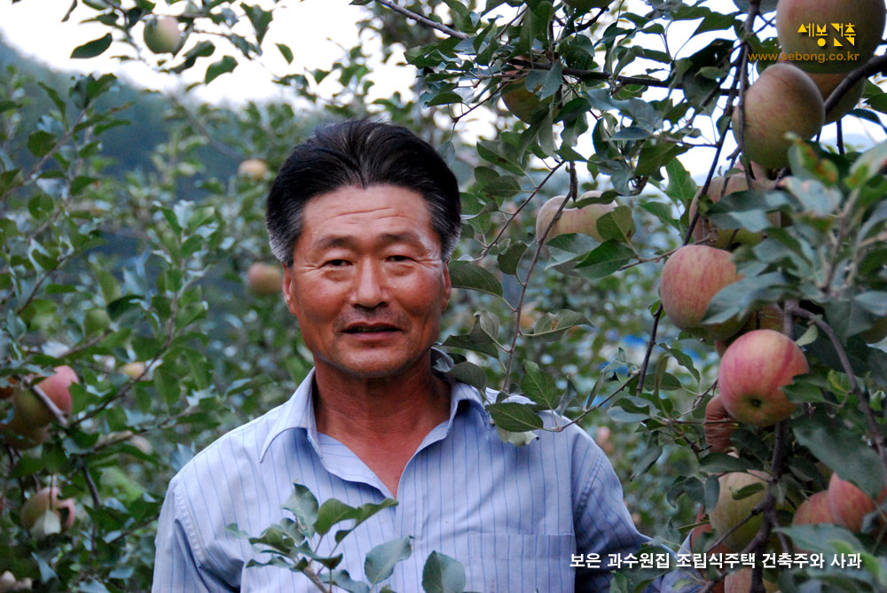 보은 오동리 사과나무 과수원 건축주와 사과(apple