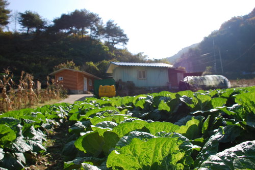 사용자 삽입 이미지