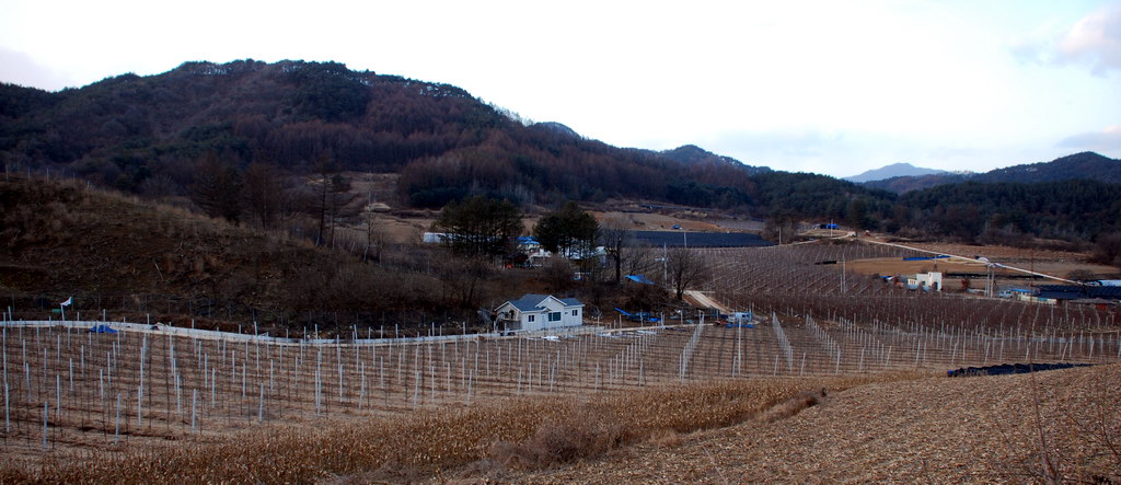 주천 조립식주택과 사과나무 과수원 전경 - 큰사진보기!