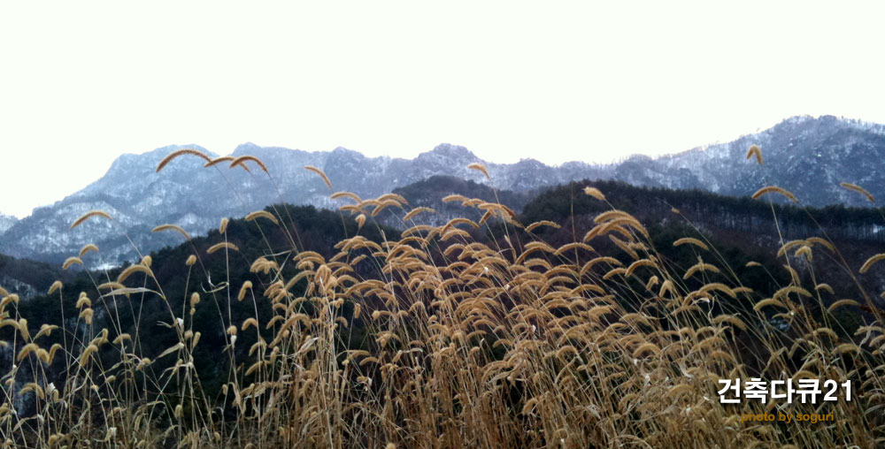 단양의 명산 금수산과 강아지풀 