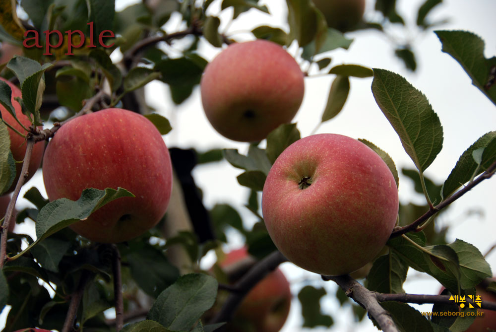 보은 오동리 조립식주택 신축공사 과수원집 사과(apple)